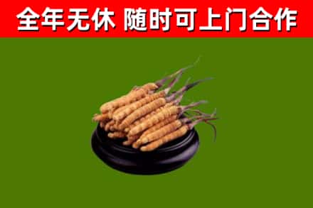秦安县回收散虫草